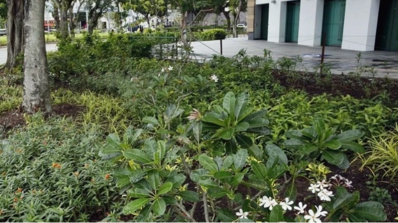 Vườn cây mang giá trị kinh tế tại Fort Canning Park