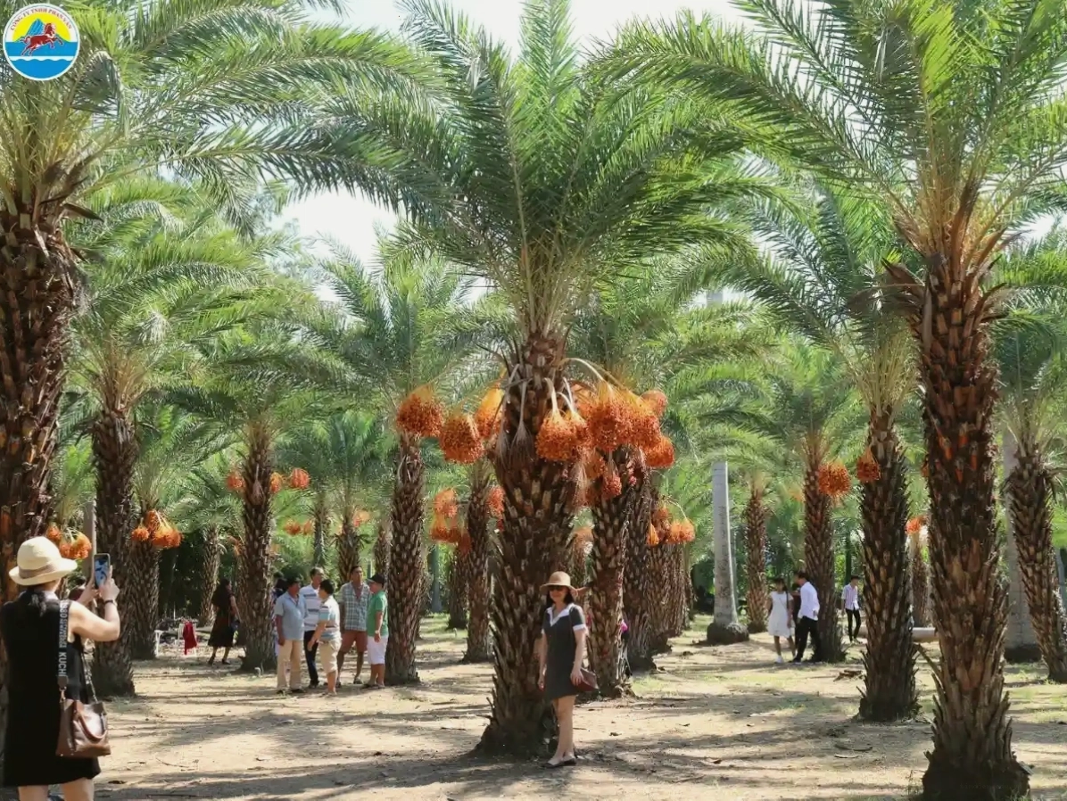 Vườn chà là với những hàng cây cao vút và trái vàng óng