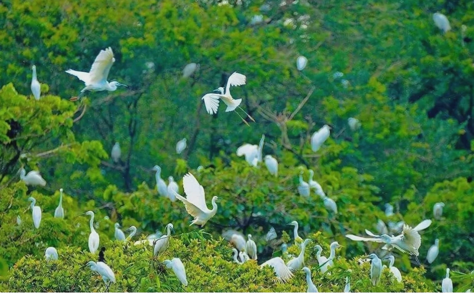 Vườn Cò Tân Long Sóc Trăng với hàng ngàn chú cò sinh sống