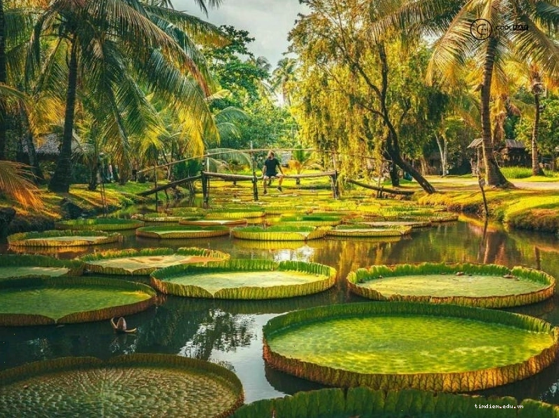 Vườn hoa rực rỡ sắc màu tại Khu Du Lịch Văn Thánh