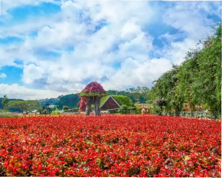Vườn hoa rực rỡ tại Fresh Garden Đà Lạt