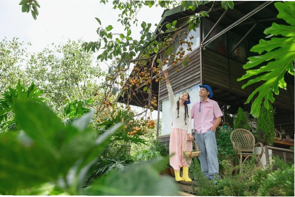 Vườn hồng rực rỡ tại Vườn Hồng nhà Tom Đà Lạt