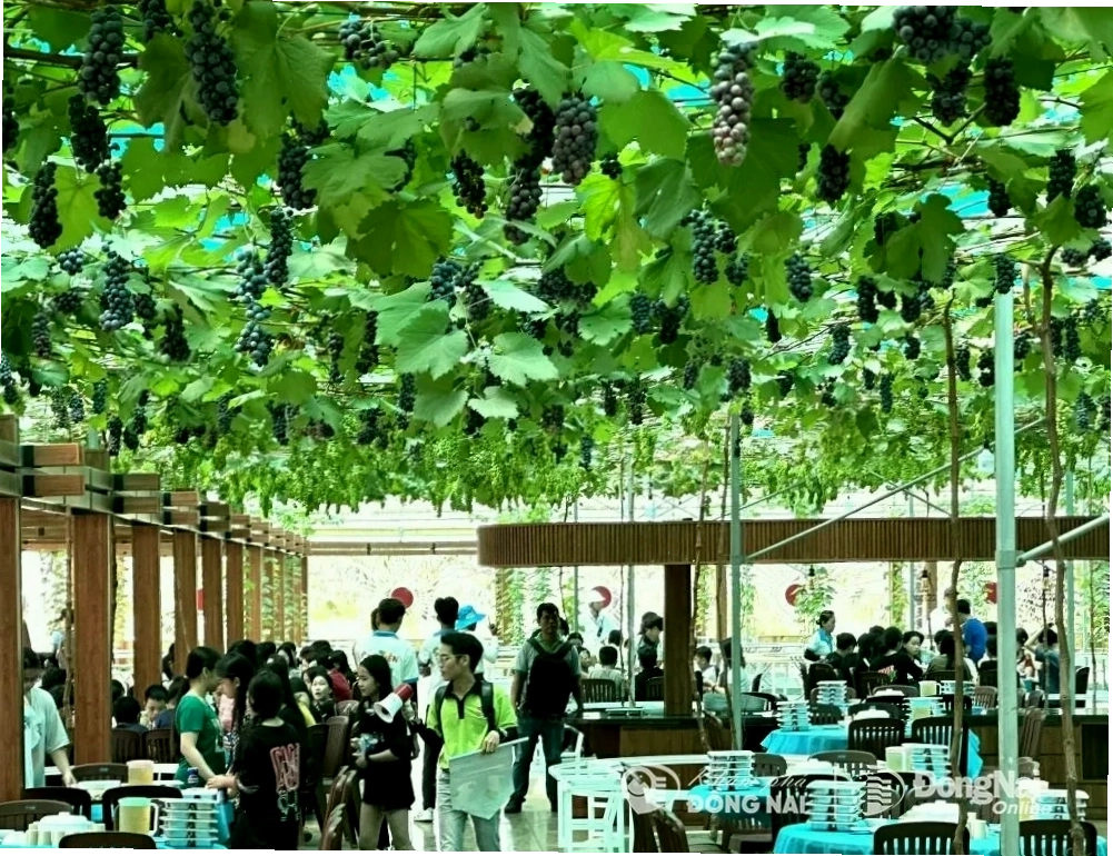 Vườn nho tại nhà hàng ở Sơn Tiên
