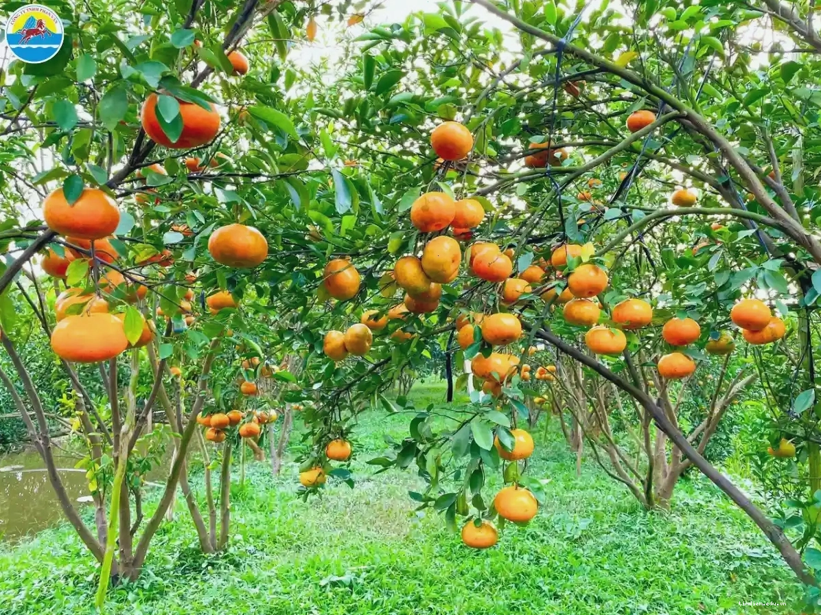 Vườn quýt hồng Lai Vung rực rỡ sắc vàng vào mùa Tết