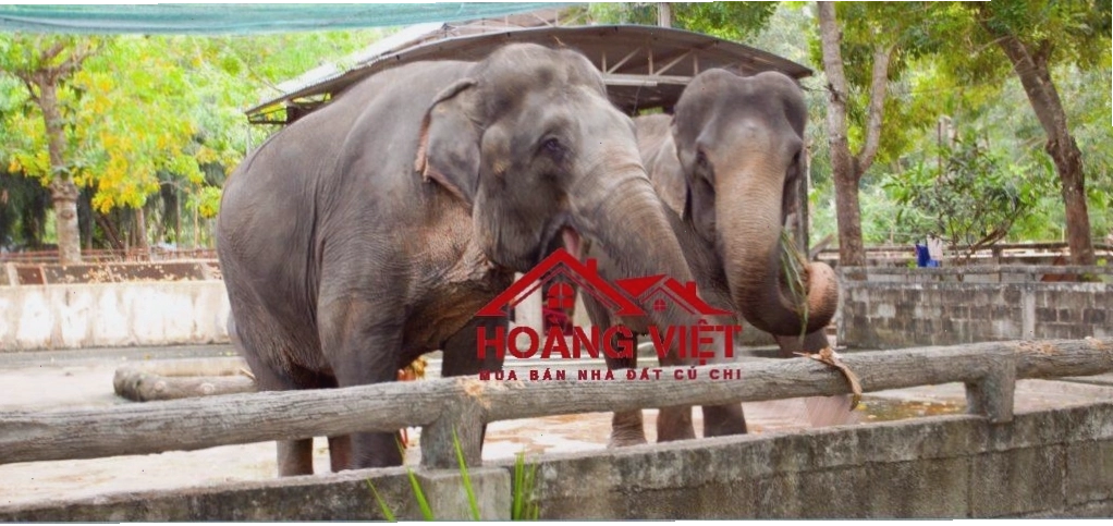 Vườn thú đa dạng loài tại Công viên nước Củ Chi