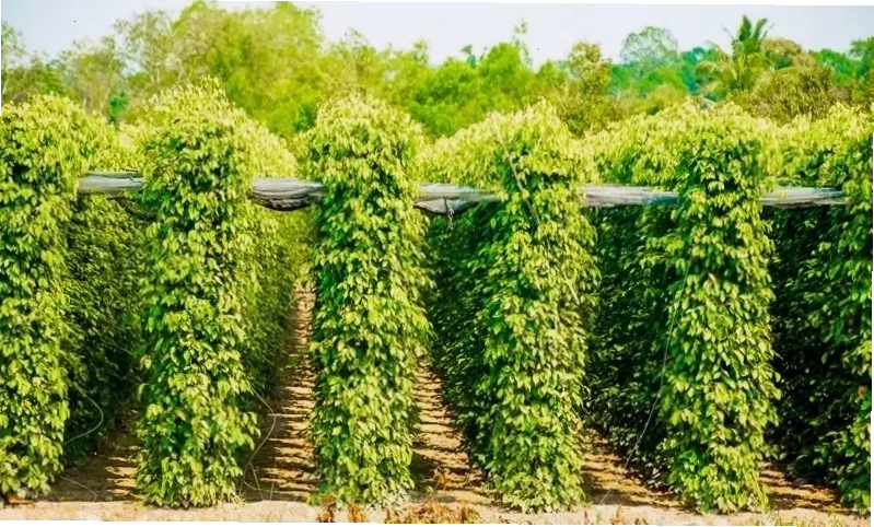 Vườn tiêu xanh mướt tại Phú Quốc