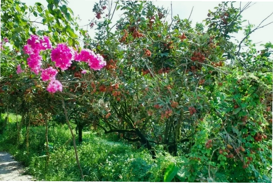 Vườn trái cây Cái Mơn trĩu quả là địa điểm du lịch miền Tây thu hút du khách đến tham quan thưởng thức