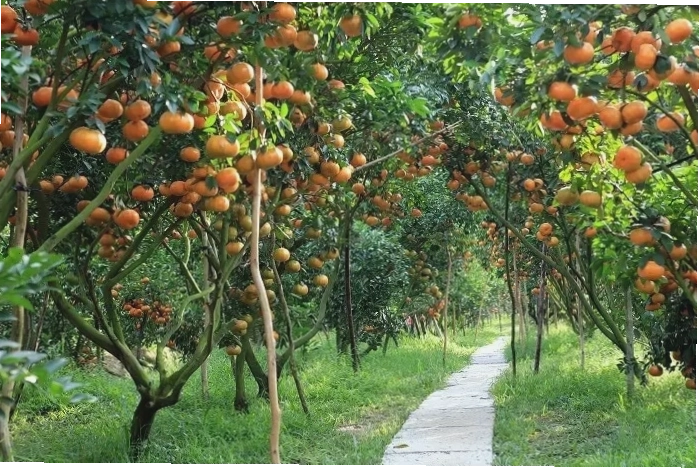Vườn trái cây sum suê tại Cù Lao Thới Sơn