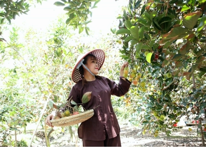 Vườn trái cây Út Phương mang đến trải nghiệm hái quả thú vị